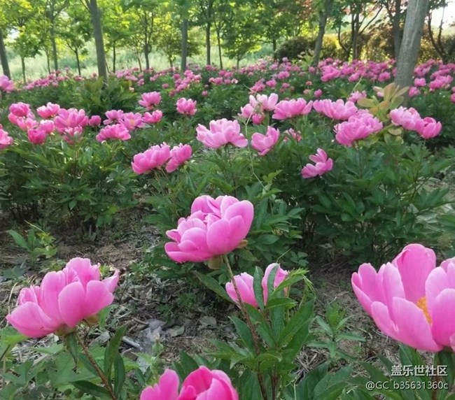 【春日影像诗】花的世界