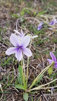 小花