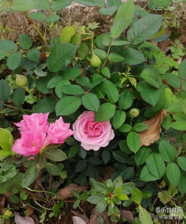 【春日影像诗】春到花开