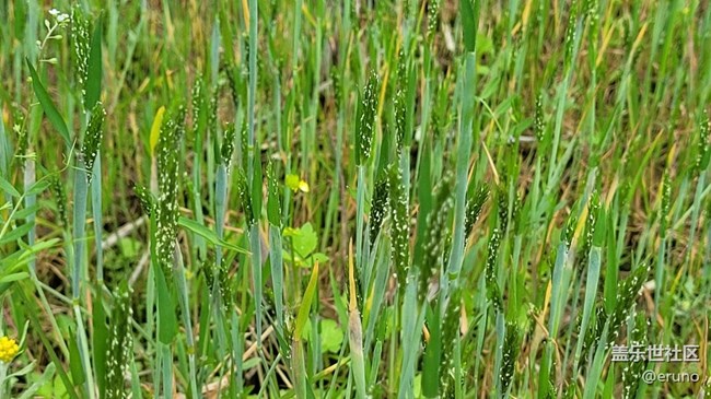 【春日影像诗】绿草