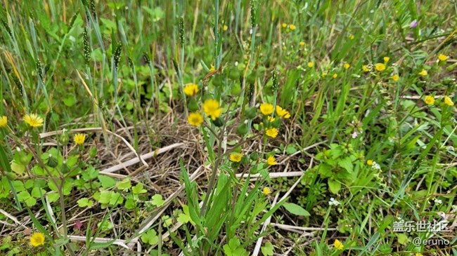 【春日影像诗】绿草