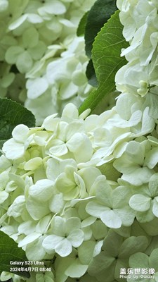 绣球花