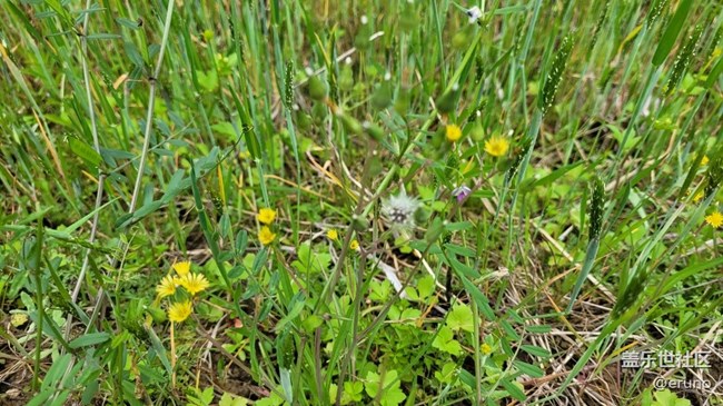【春日影像诗】绿草