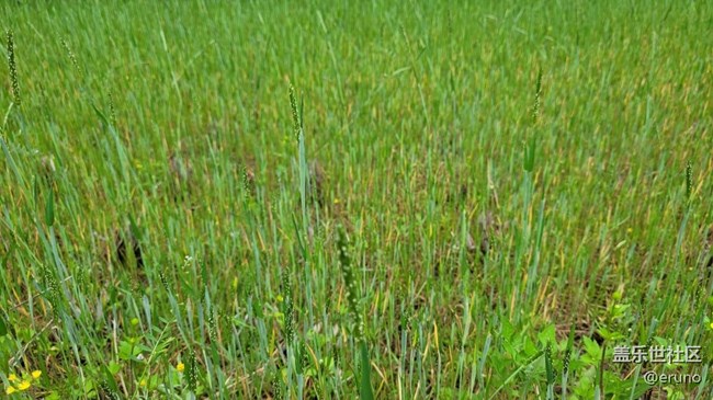 【春日影像诗】绿草