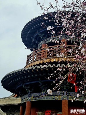 清明桃花