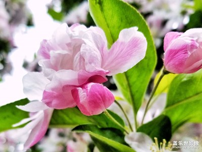 【醉春山】海棠花开