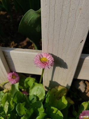 【追光塑影】花儿盛开