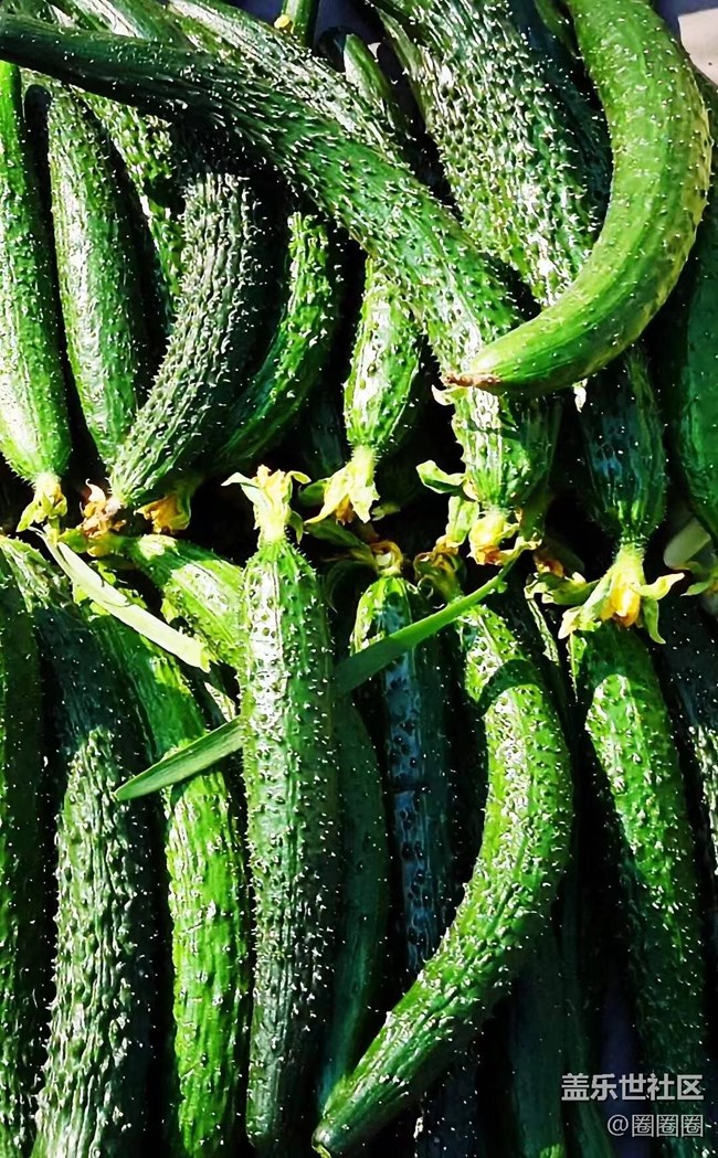 【春满人间】大棚里的黄瓜