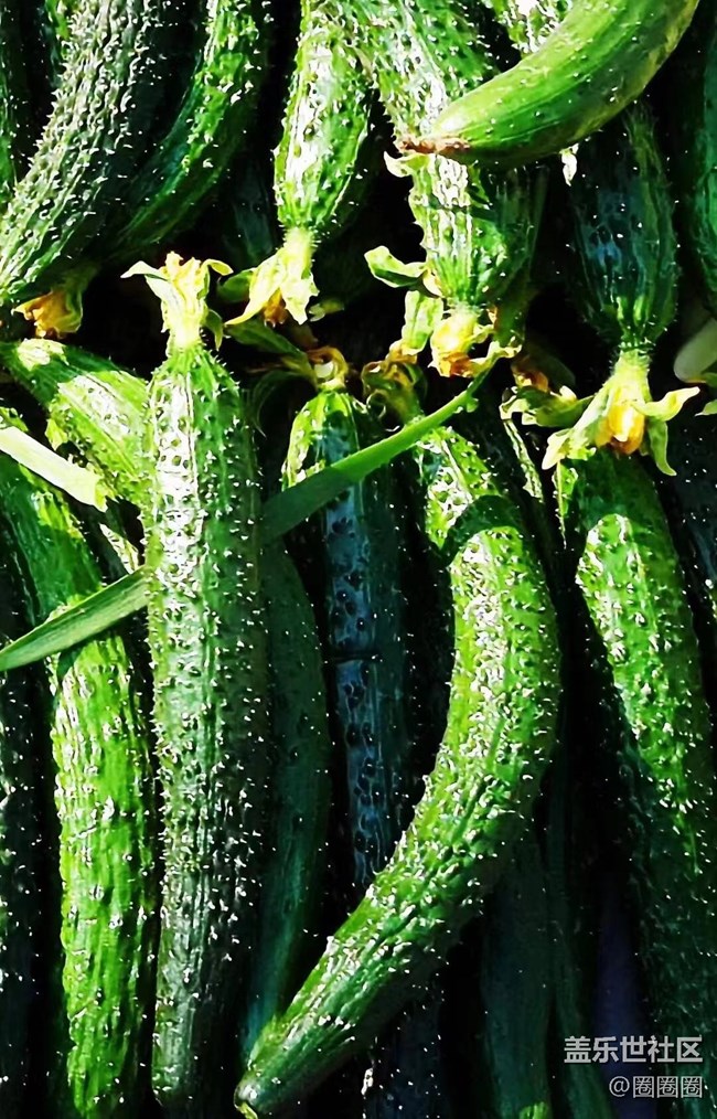 【春满人间】大棚里的黄瓜