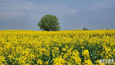 【镜头内外】+ 清明节泰州兴化看水上油菜花