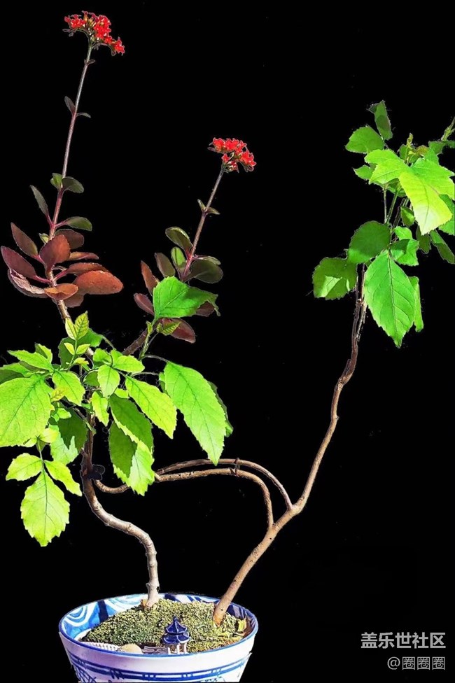 【春满人间】大棚里的黄瓜