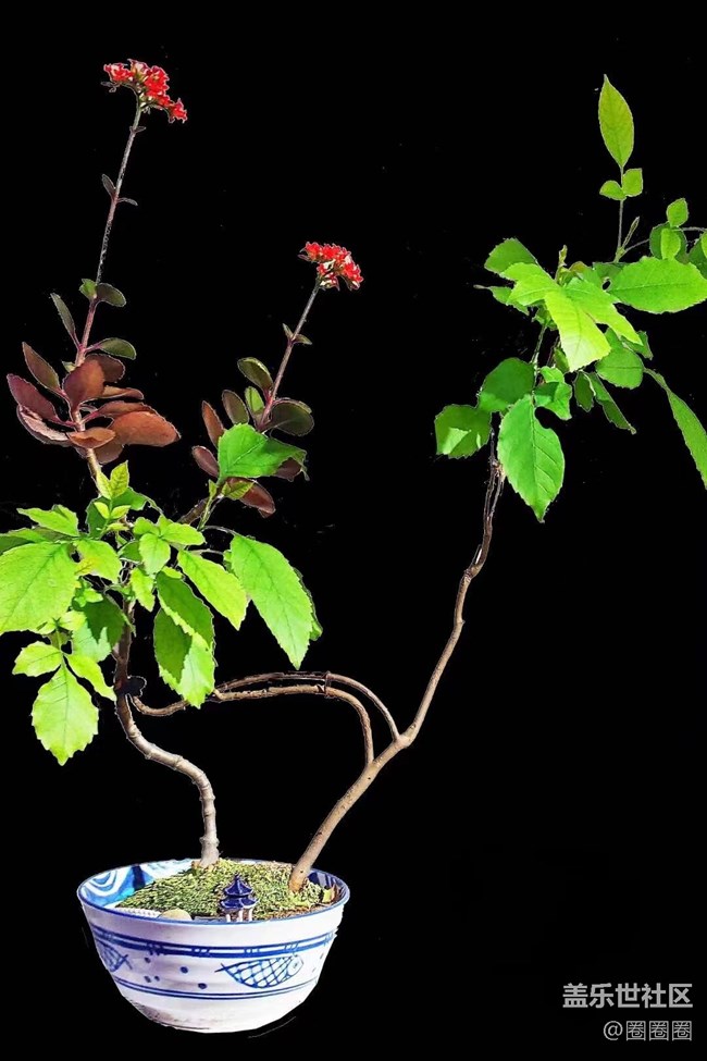 【黑暗中的光】我家的花