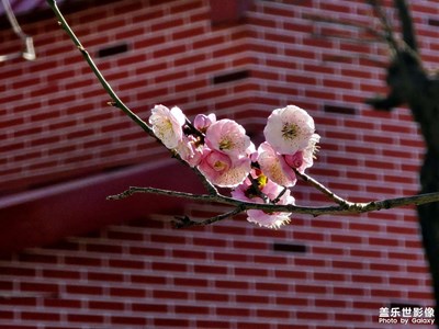 【镜头内外】+ 梅花香自苦寒来