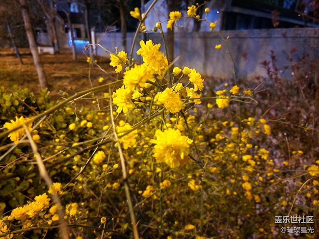 【春日影像诗】夜色下的春花和二月兰