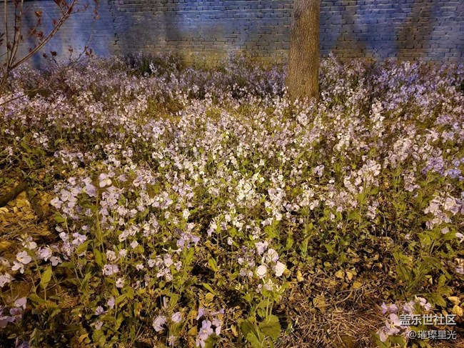 【春日影像诗】夜色下的春花和二月兰