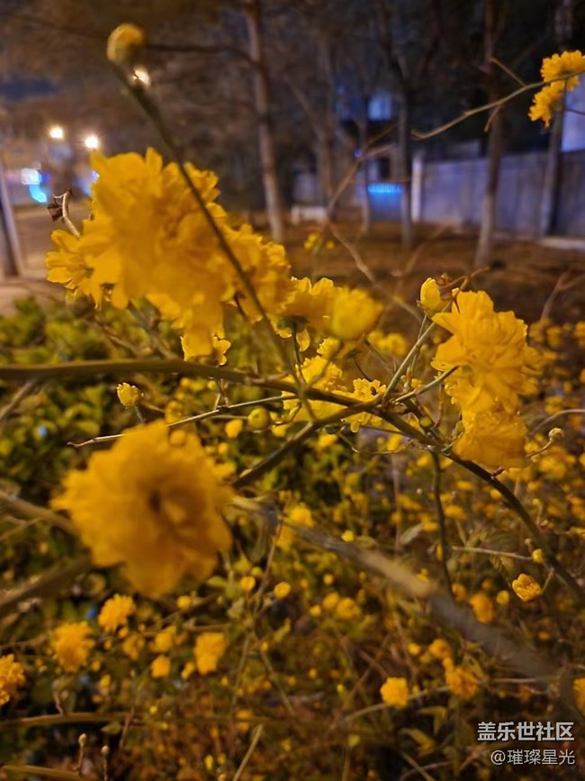 【春日影像诗】夜色下的春花和二月兰