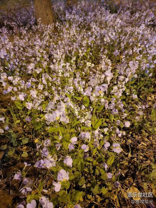 【春日影像诗】夜色下的春花和二月兰