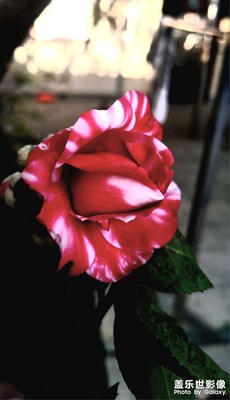 【醉春山】+那里的花开了
