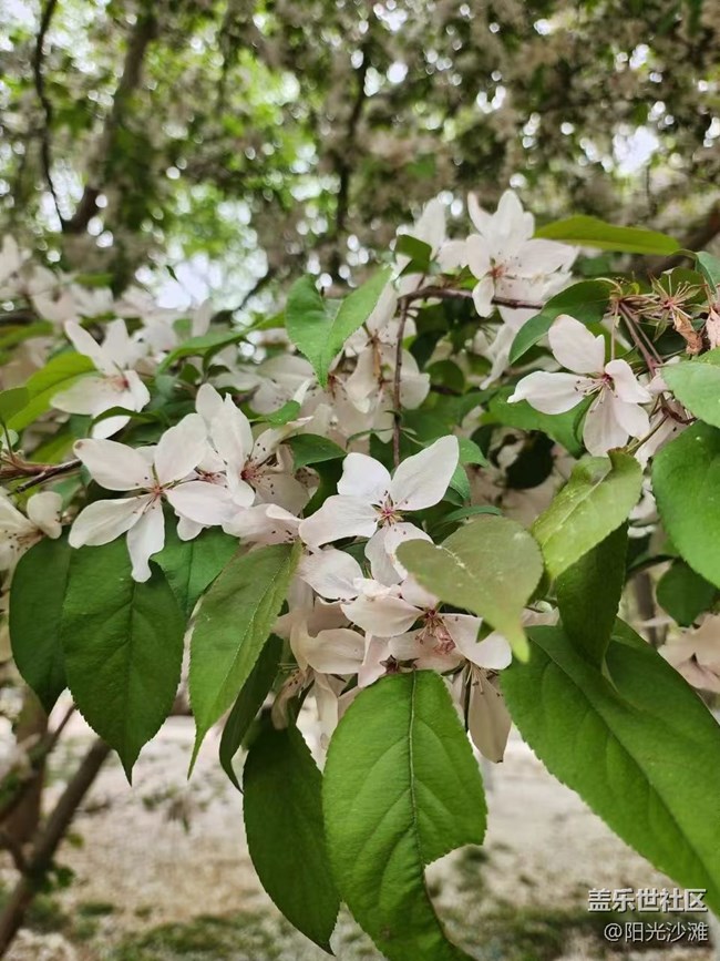 【海棠花溪】赏花踏青好时节