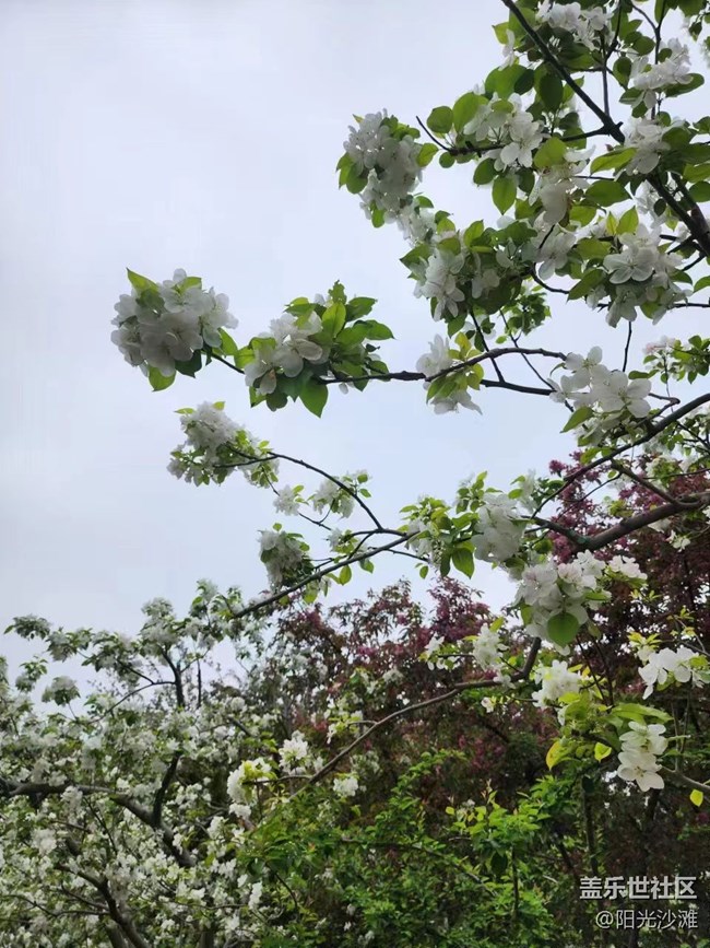 【海棠花溪】赏花踏青好时节