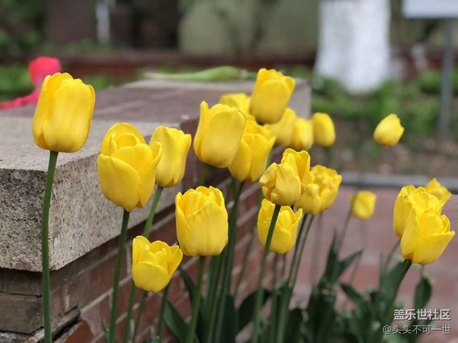 【春日影像诗】+浪漫郁金香