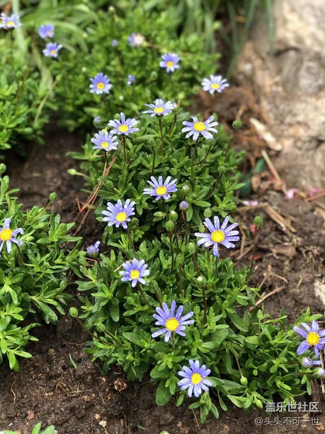 【春日影像诗】+浪漫郁金香