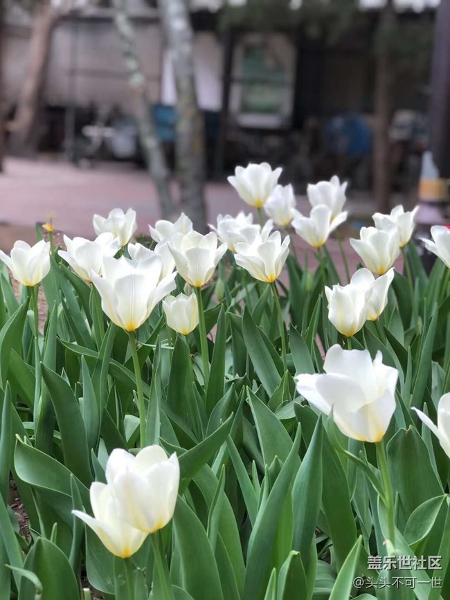 【春日影像诗】+浪漫郁金香