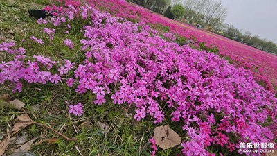 【镜头内外】+ 春游花海