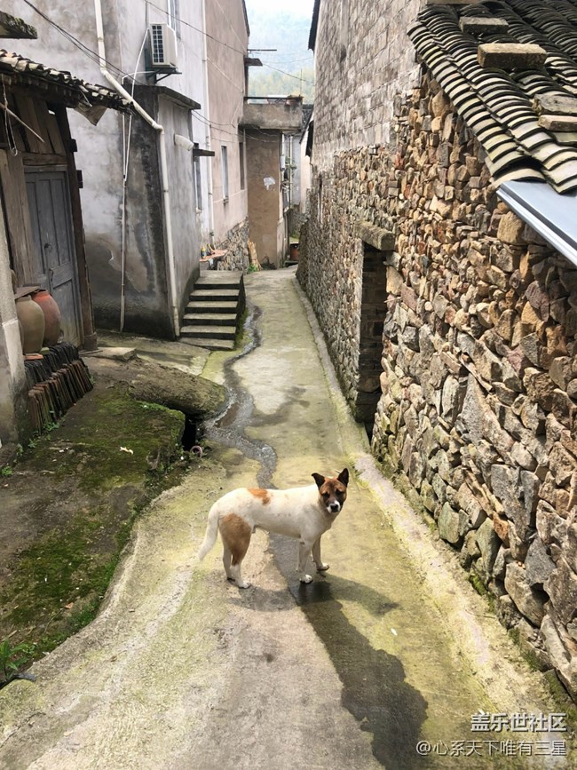 【寻找春天的味道】最好的春味在乡下