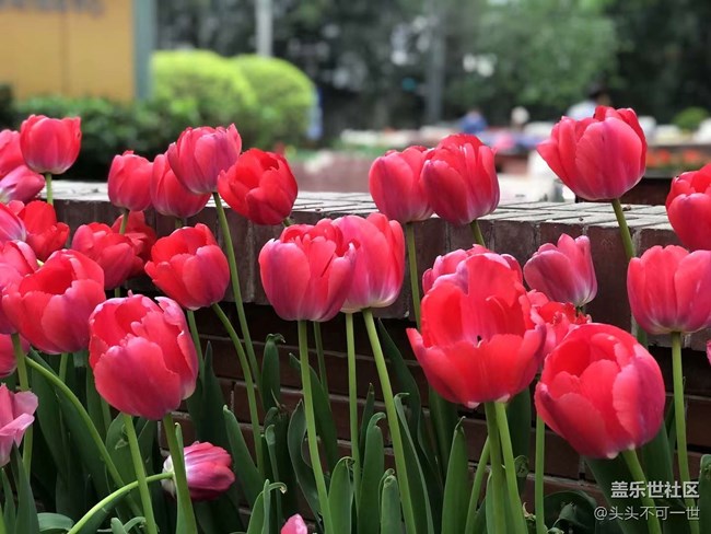 【春日影像诗】+浪漫郁金香