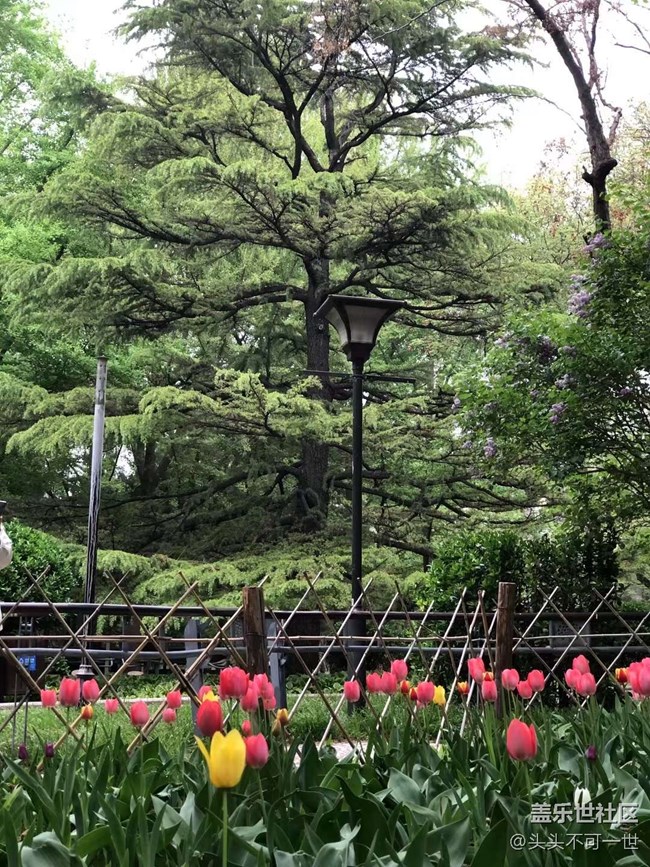 【春日影像诗】+浪漫郁金香