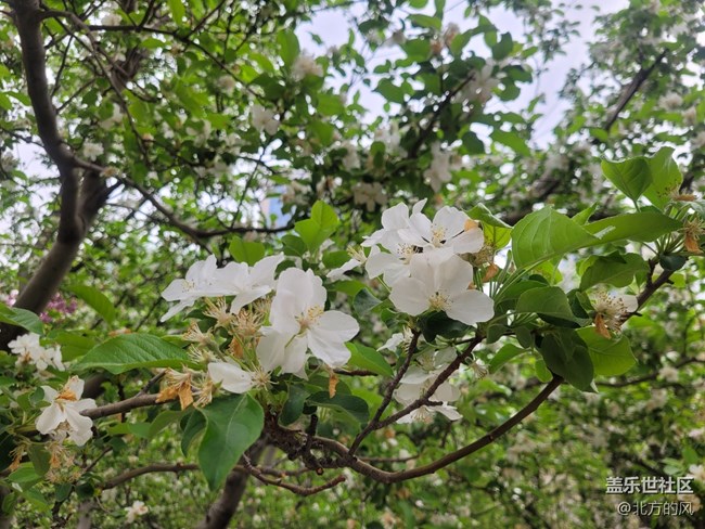 【春日影像诗】-----花开迷人眼