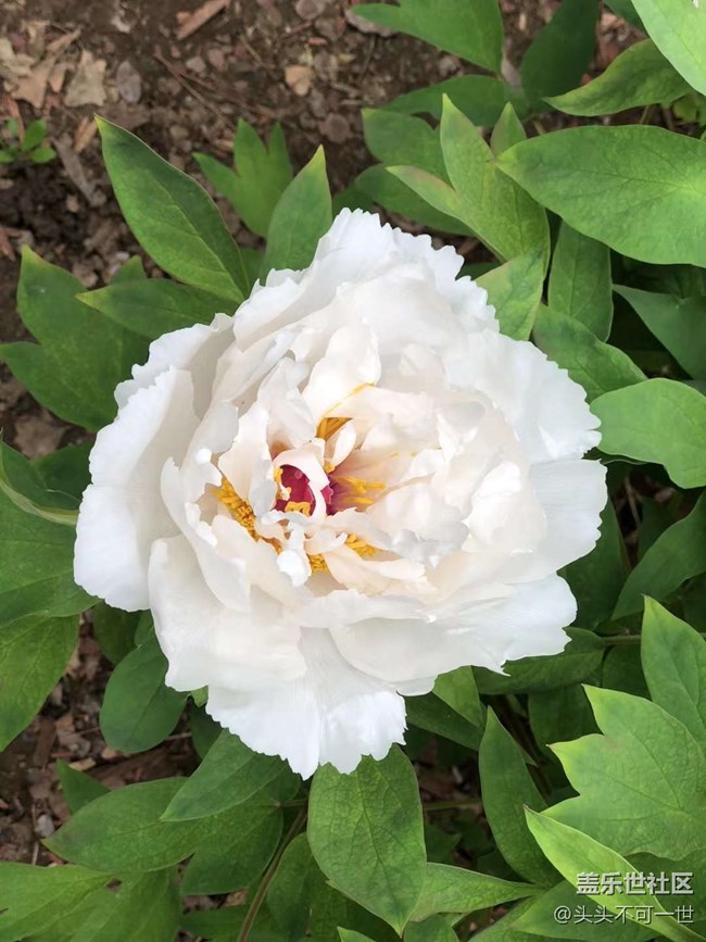 【春日影像诗】+浪漫郁金香