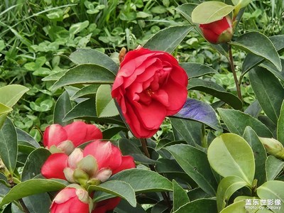 【醉春山】+春暖花开
