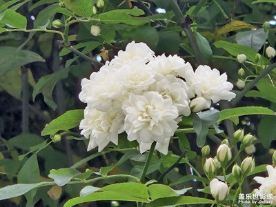 【醉春山】+美丽的山花