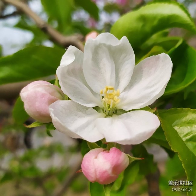 【春日影像诗】-----花开迷人眼