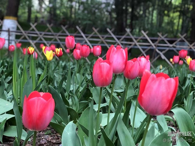 【春日影像诗】+浪漫郁金香