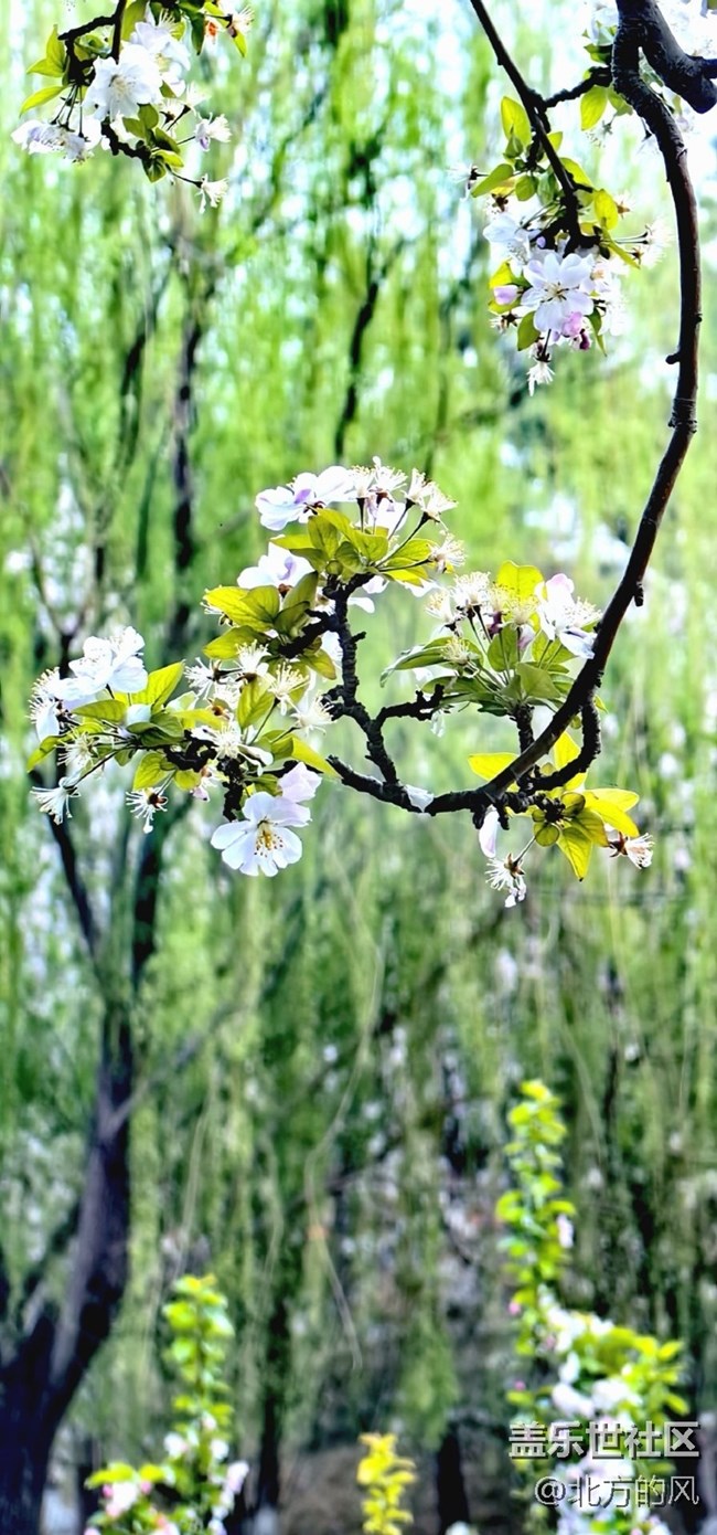 【春日影像诗】-----花开迷人眼