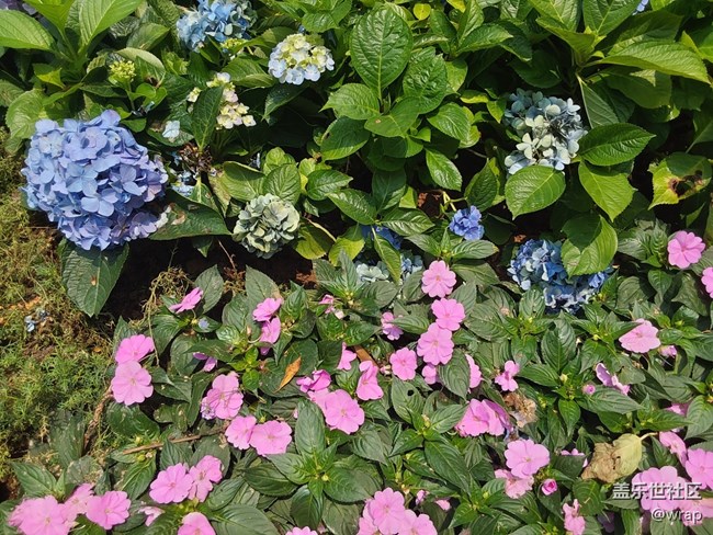 【共赴花期】美丽绣球花
