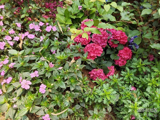 【共赴花期】花满园