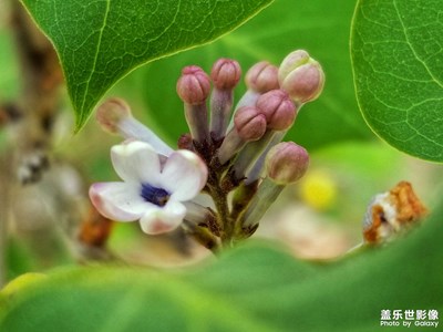 【镜头内外】丁香花