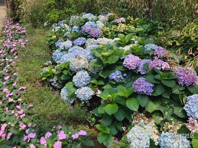 【共赴花期】美丽绣球花