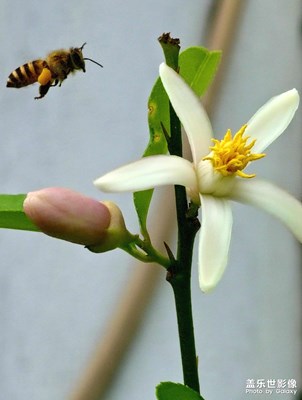 蜂舞花间