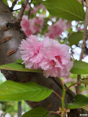 【镜头内外】樱花盛开