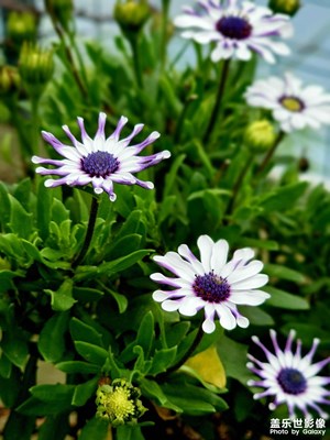 【镜头内外】花开半夏