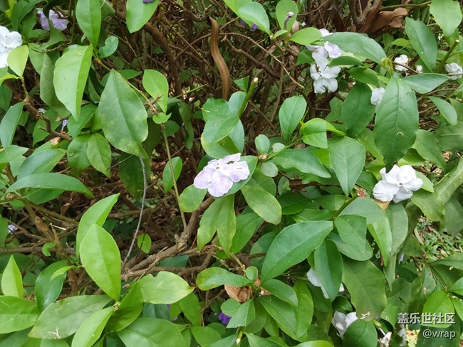 【共赴花期】花满园