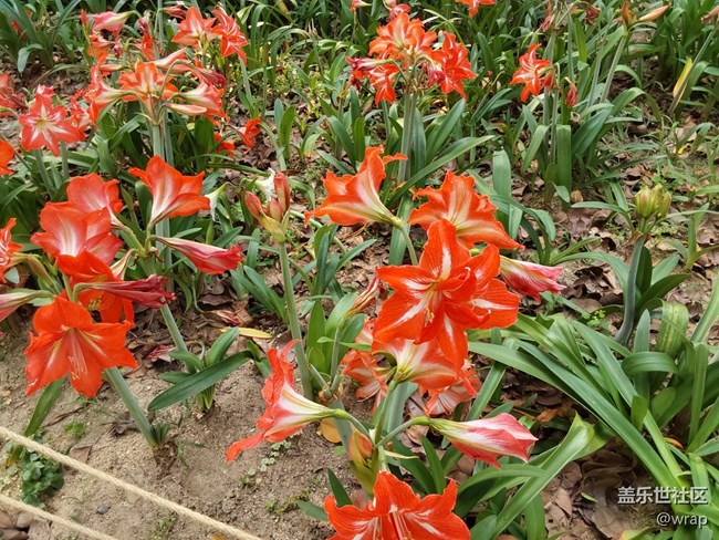 【共赴花期】红彤彤
