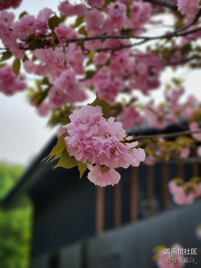 【小雁塔摄影活动】春暖花开