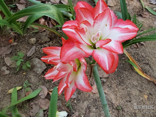 【共赴花期】红彤彤
