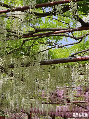 紫藤花海